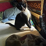 Spartacus joined the competition — help win amazing prizes! cat, kitten, black_and_white, tuxedo_cat, animal, pet, sitting, head_tilt, whiskers, blue_eyes, ears, paws, sunlight, indoors, bed, blanket, pillow, bedroom, furniture, portrait