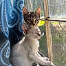 cat, kitten, two_cats, tabby, white_cat, animal, pet, sitting, window, sunlight, indoor, blanket, cozy, portrait, looking_at_camera, squinting, whiskers, ears, fur, home