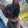Quey is registered to the contest to win money with this photo: cat, kitten, tabby, pet, animal, face, eyes, whiskers, ears, nose, paws, collar, close_up, portrait, curious, staring, indoor, window, natural_light, bokeh