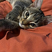 Quey joined the competition — help win amazing prizes! cat, tabby_cat, feline, pet, animal, close_up, portrait, lying_down, bed, blanket, coral_color, striped_fur, whiskers, large_eyes, pointed_ears, indoor, cozy, relaxed, curious, photography