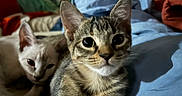 Quey joined the competition — help win amazing prizes! cat, kittens, tabby_cat, white_cat, animal, pet, feline, portrait, closeup, indoors, bed, blankets, colorful, curious, looking_at_camera, whiskers, ears, fur, cuddly, home