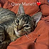 Quey joined the competition — help win amazing prizes! cat, tabby, pet, animal, feline, whiskers, ears, green_eyes, fur, striped_fur, lying_down, cozy, blanket, orange_blanket, indoors, close_up, portrait, camera_gaze, cute, text_overlay