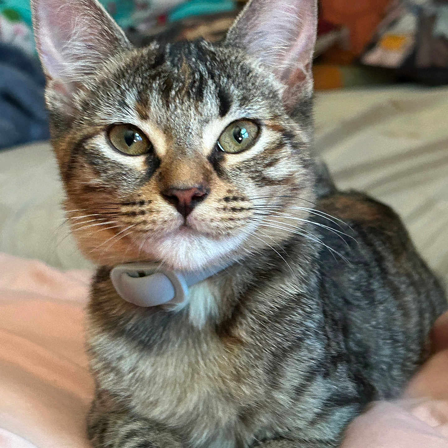 Quey is registered to the contest to win money with this photo: cat, tabby, kitten, pet, animal, portrait, close_up, face, whiskers, ears, eyes, collar, striped_fur, gray_fur, brown_fur, sitting, bed, blanket, indoor, cute