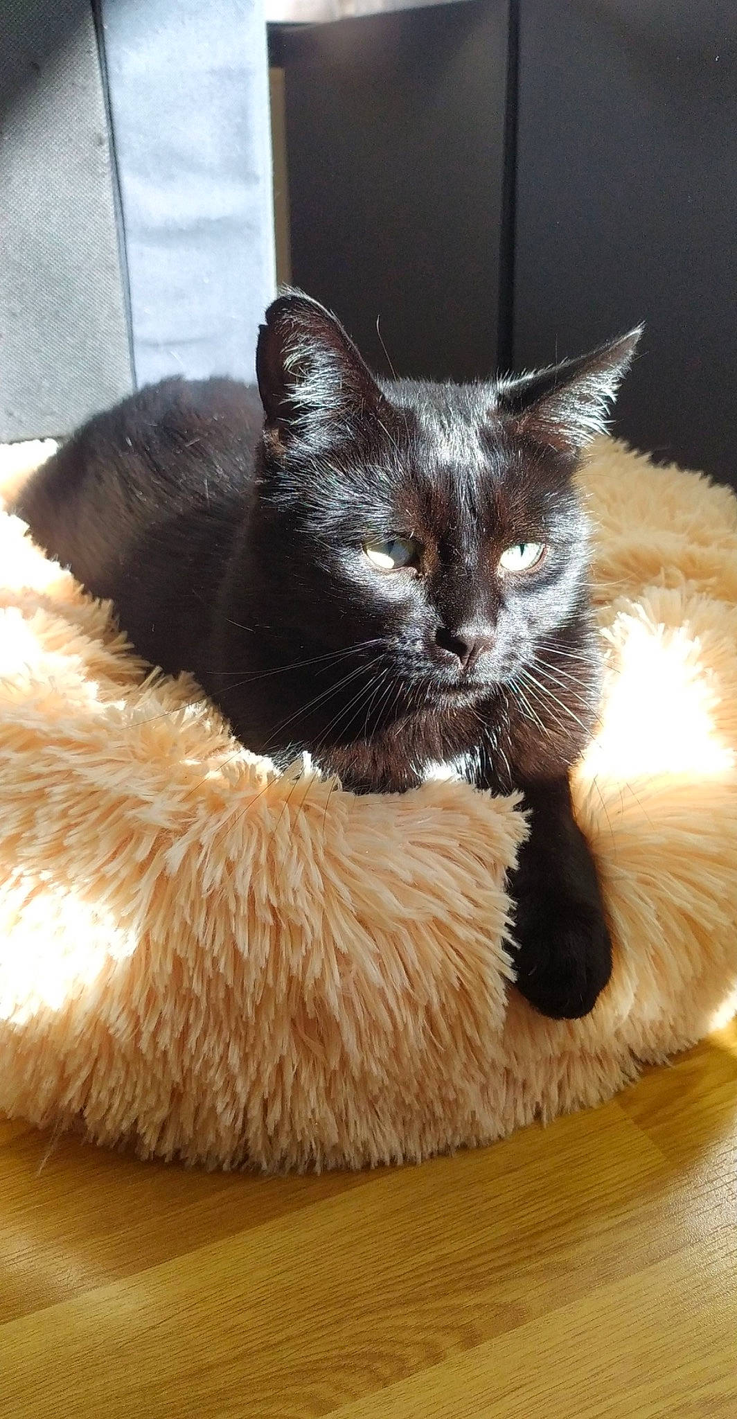 Martin a rejoint le concours — aidez-le/la à gagner de superbes lots ! black_cat, carnivore, cat, cat_supply, claw, comfort, domestic_short_haired_cat, eye, felidae, fur, hardwood, paw, sitting, small_to_medium_sized_cats, snout, tail, terrestrial_animal, whiskers, wood