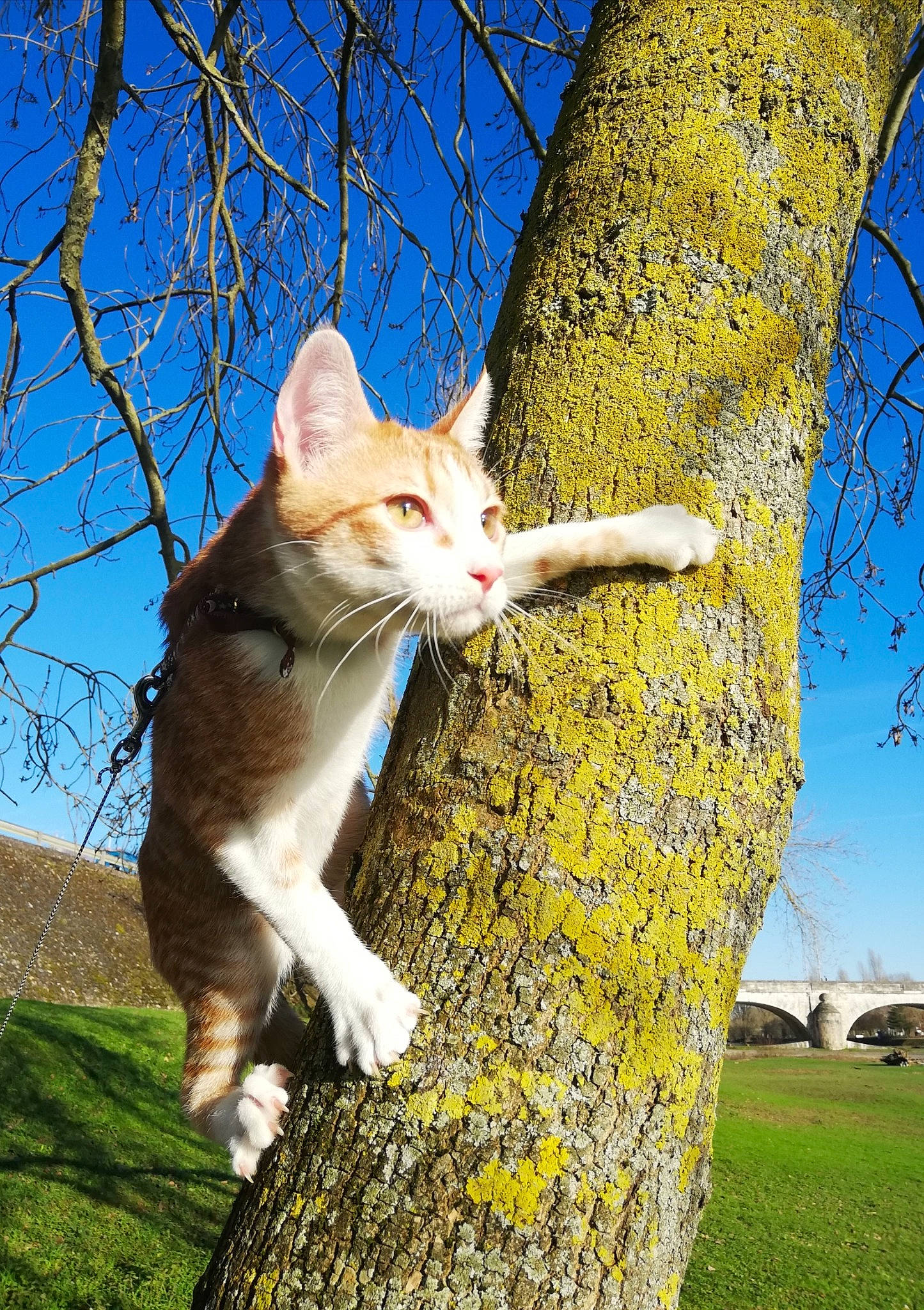 Pluton participe au concours pour gagner de l'argent avec cette photo : aegean_cat, branch, carnivore, cat, domestic_short_haired_cat, european_shorthair, fawn, felidae, grass, leaf, plant, small_to_medium_sized_cats, spring, tabby_cat, tail, tree, trunk, whiskers, woody_plant
