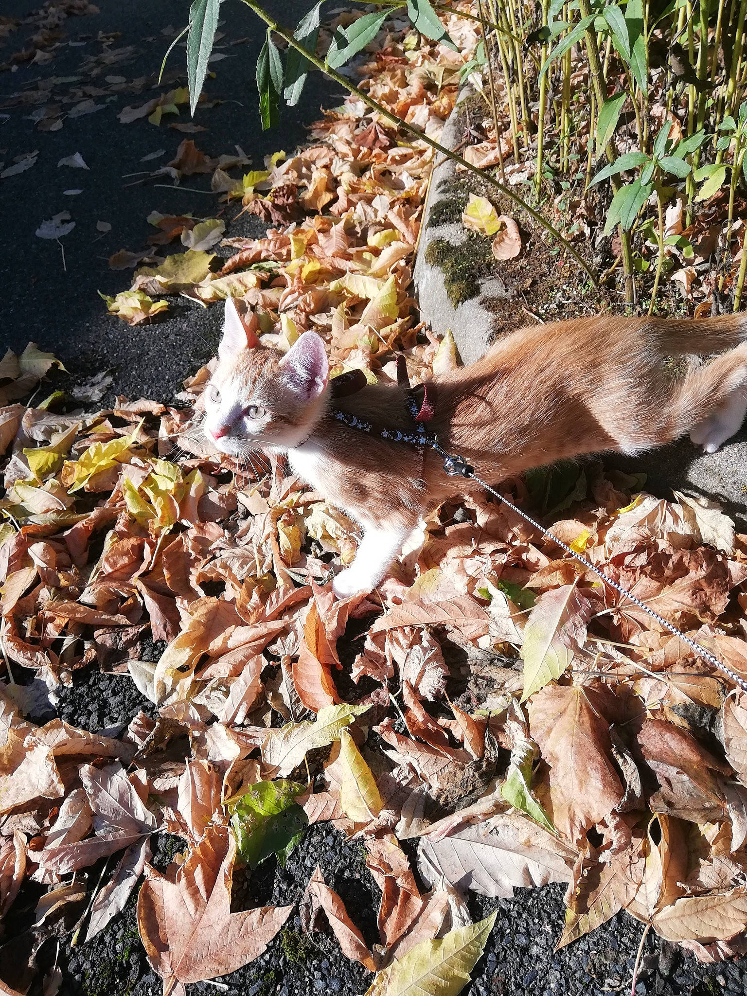 Pluton a rejoint le concours — aidez-le/la à gagner de superbes lots ! adaptation, autumn, fawn, leaf, plant, tree, wildlife