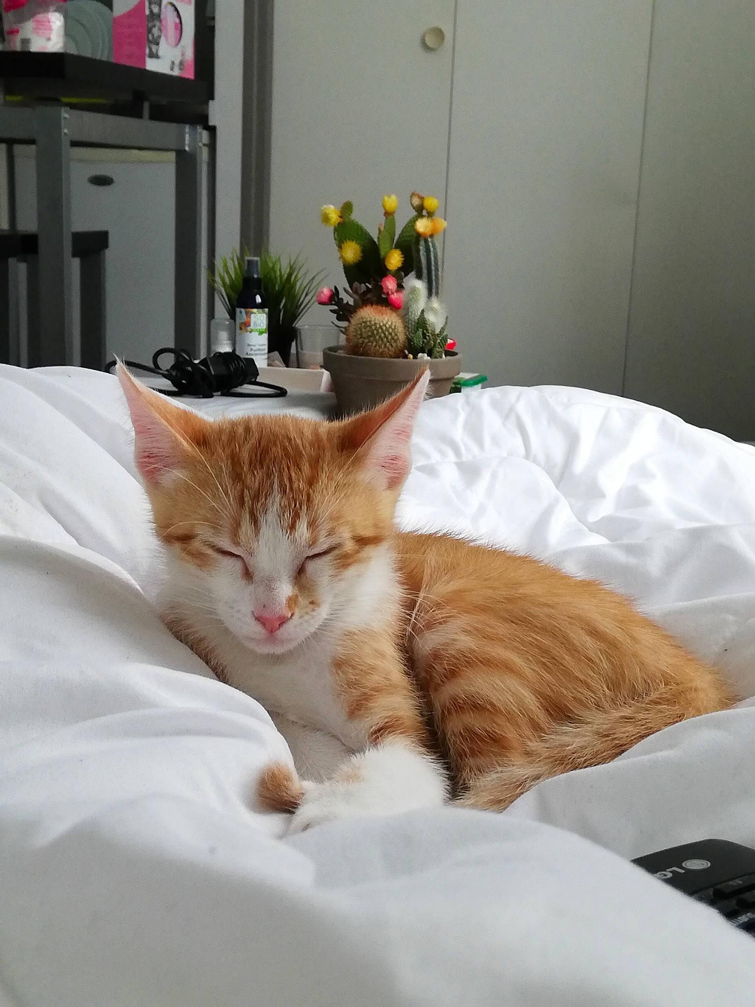 Pluton participe au concours pour gagner de l'argent avec cette photo : aegean_cat, asian, bed, bed_sheet, carnivore, cat, comfort, domestic_short_haired_cat, european_shorthair, felidae, fur, furniture, kitten, room, small_to_medium_sized_cats, tabby_cat, textile, whiskers