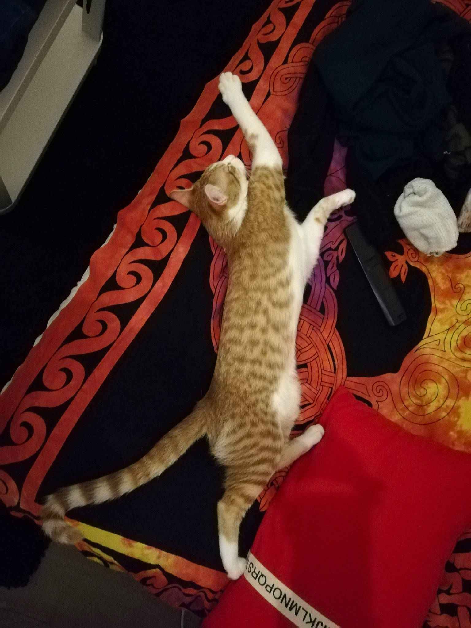 Pluton participe au concours pour gagner de l'argent avec cette photo : bengal, carnivore, cat, claw, egyptian_mau, felidae, kitten, ocicat, savannah, small_to_medium_sized_cats, tail, whiskers