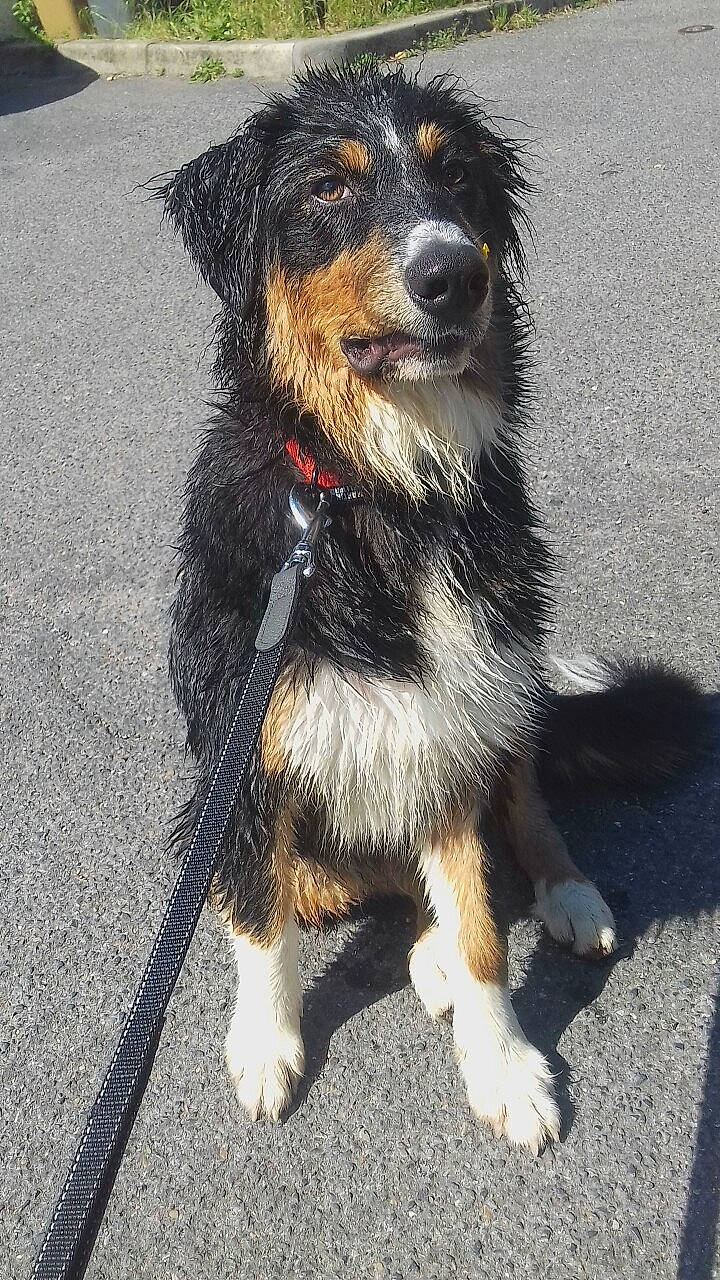 Klyde a rejoint le concours — aidez-le/la à gagner de superbes lots ! asphalt, canidae, carnivore, collar, companion_dog, dog, dog_breed, dog_clothes, dog_collar, dog_supply, fur, leash, paw, puppy, road_surface, snout, sporting_group, tail, working_animal, working_dog