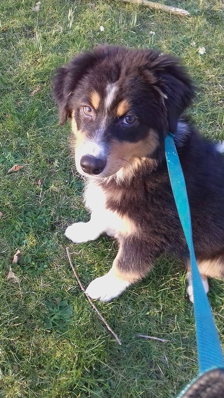 Klyde a rejoint le concours — aidez-le/la à gagner de superbes lots ! ancient_dog_breeds, australian_shepherd, border_collie, canidae, carnivore, companion_dog, dog, dog_breed, electric_blue, grass, herding_dog, plant, snout, sporting_group, terrestrial_animal, whiskers, working_animal, working_dog