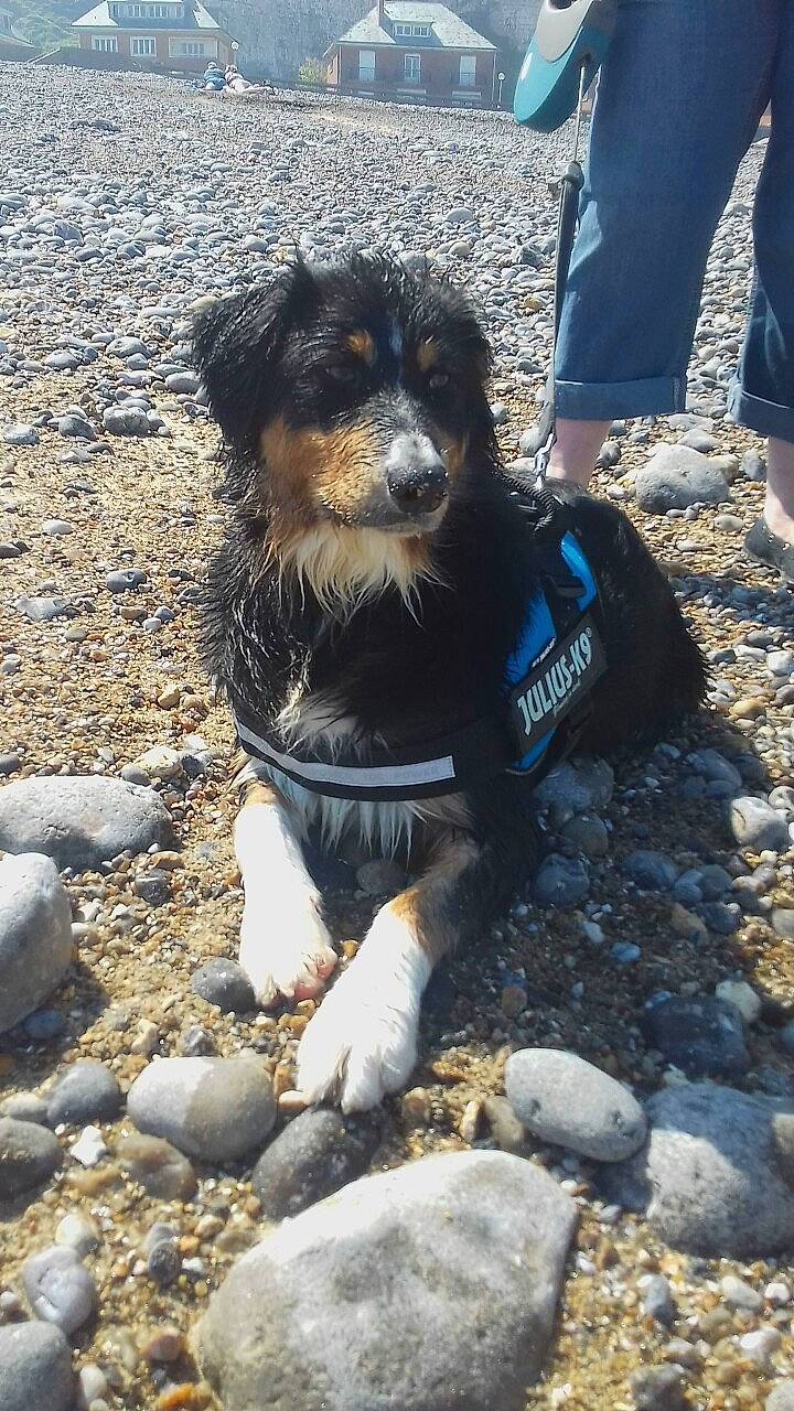 Klyde a rejoint le concours — aidez-le/la à gagner de superbes lots ! canidae, carnivore, collar, companion_dog, dog, dog_breed, dog_supply, electric_blue, fur, leash, mammal, rock, snout, soil, sporting_group, terrier, toy_dog, vertebrate, walking, working_dog