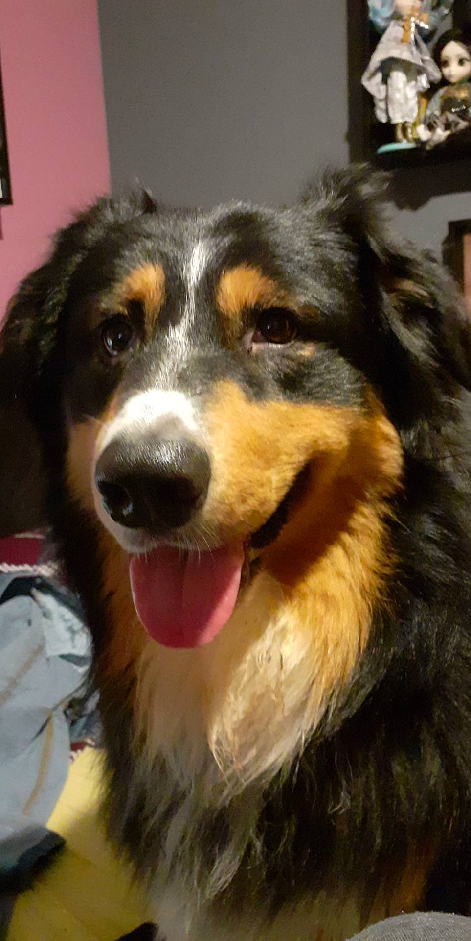 Klyde a rejoint le concours — aidez-le/la à gagner de superbes lots ! bernese_mountain_dog, canidae, carnivore, companion_dog, dog, dog_breed, fur, picture_frame, snout, sporting_group, terrestrial_animal, whiskers, working_dog