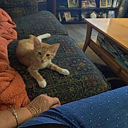 Oscar is registered to the contest to win money with this photo: arm, blanket, bracelet, casual, cat, coffee_table, couch, floor, furniture, home, indoor, kitten, living_room, orange_cat, patterned_fabric, person, picture_frame, relaxation, television, white_paws