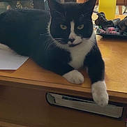 Snowball is registered to the contest to win money with this photo: black_and_white, book, candle, carpet, cat, cozy, curtains, desk, domestic, furniture, indoor, laptop, paper, paw, pet, photo_frame, relaxing, table, whiskers, window