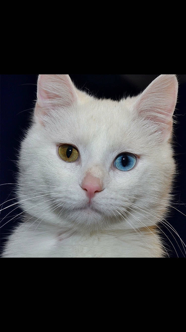 Chewy is registered to the contest to win money with this photo: art, carnivore, cat, domestic_short_haired_cat, eye, felidae, fur, iris, paw, photo_caption, rectangle, small_to_medium_sized_cats, snout, tail, whiskers, window