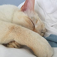 Junior a rejoint le concours — aidez-le/la à gagner de superbes lots ! cat, sleeping, fur, paw, bed, blanket, cozy, rest, animal, pet, whiskers, cute, closeup, soft, relax, nap, feline, indoor, comfort, peaceful