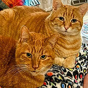 Mango is registered to the contest to win money with this photo: blanket, close_up, companions, cozy, curious, cute, domestic_animal, ears, eyes, feline, fur, ginger_cat, household, indoor, patterned_blanket, pets, relaxed, resting, two_cats, whiskers