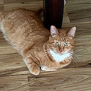 Mango joined the competition — help win amazing prizes! cat, orange_tabby, white_chest, floor, wood_floor, indoor, furniture_leg, pet, animal, whiskers, ears, green_eyes, relaxed, laying_down, domestic_cat, curious, fur, closeup, table_leg, natural_light