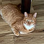 cat, orange_tabby, white_chest, floor, wood_floor, indoor, furniture_leg, pet, animal, whiskers, ears, green_eyes, relaxed, laying_down, domestic_cat, curious, fur, closeup, table_leg, natural_light