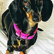 Bonnie participe au concours pour gagner de l'argent avec cette photo : dog, dachshund, pet, animal, black, tan, collar, pink_collar, sitting, looking_up, indoor, close_up, cute, ears, paws, fur, domestic_animal, companion, friendly, alert