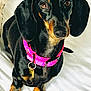 dog, dachshund, pet, animal, black, tan, collar, pink_collar, sitting, looking_up, indoor, close_up, cute, ears, paws, fur, domestic_animal, companion, friendly, alert