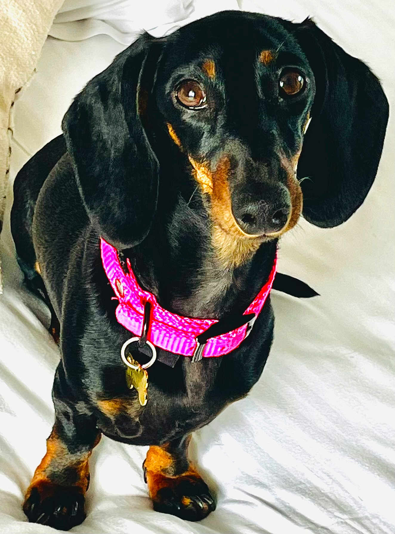 Bonnie participe au concours pour gagner de l'argent avec cette photo : dog, dachshund, pet, animal, black, tan, collar, pink_collar, sitting, looking_up, indoor, close_up, cute, ears, paws, fur, domestic_animal, companion, friendly, alert