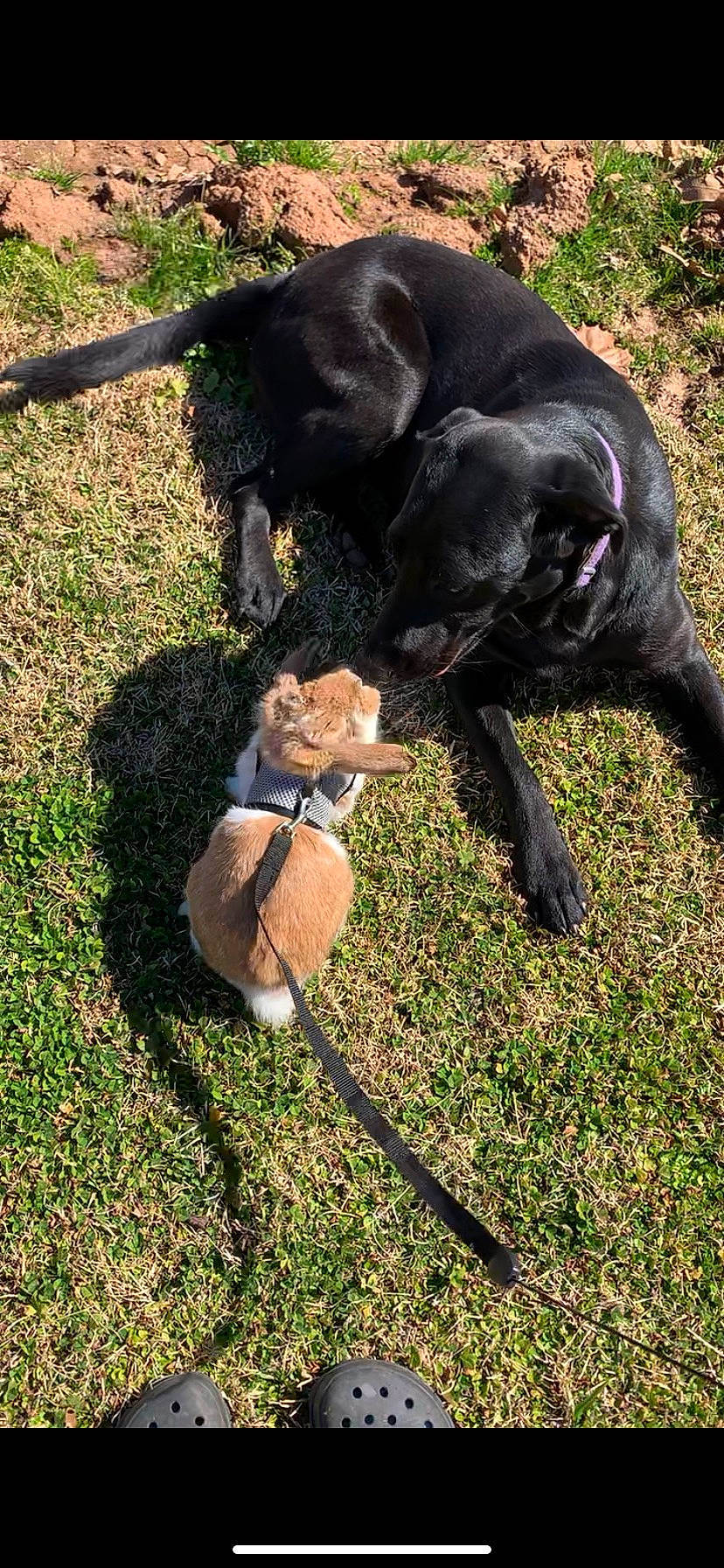 Jolie joined the competition — help win amazing prizes! borador, canidae, carnivore, collar, companion_dog, dog, dog_breed, dog_collar, fashion_accessory, fawn, grass, gun_dog, leash, liver, pet_supply, retriever, sporting_group, tail, vertebrate, working_animal