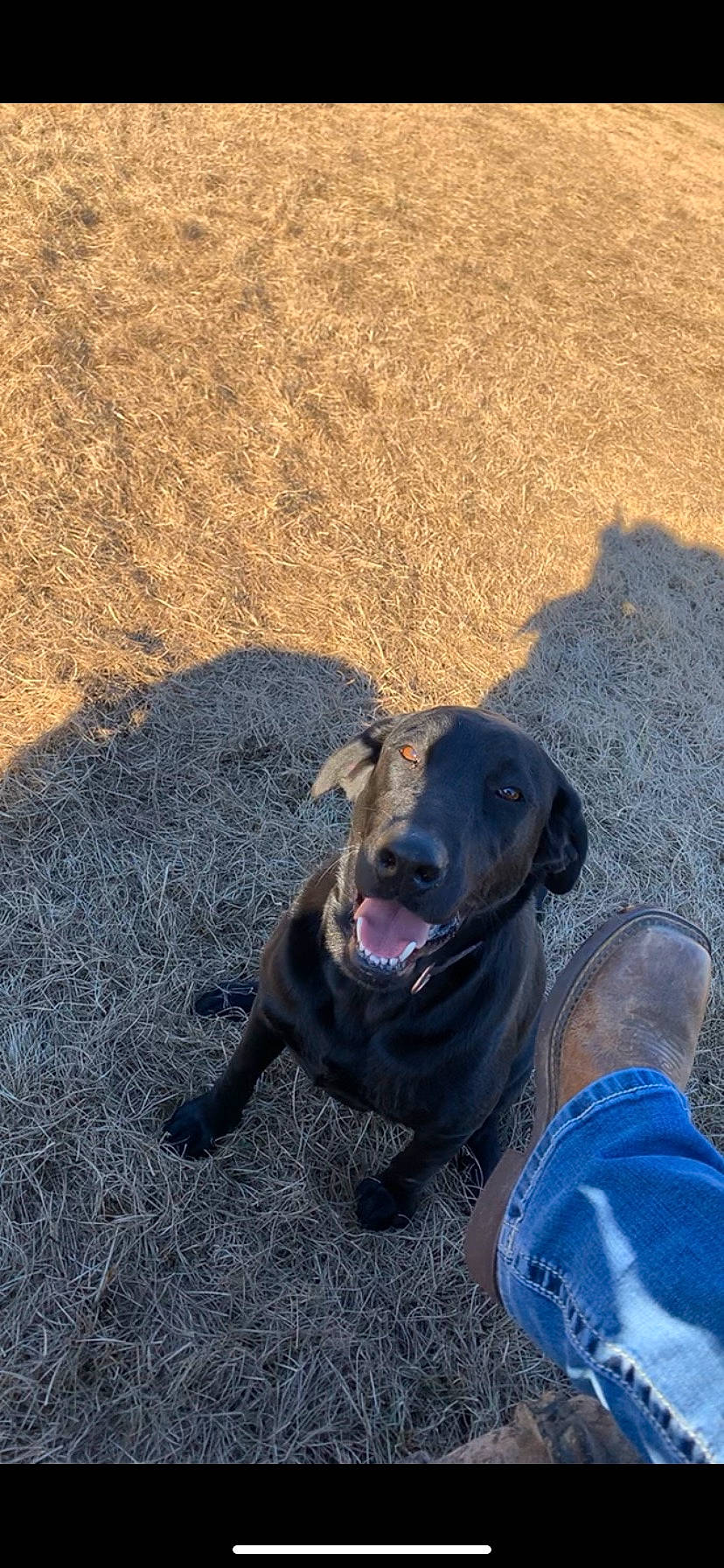 Jolie joined the competition — help win amazing prizes! asphalt, carnivore, collar, companion_dog, dog, dog_breed, dog_collar, grass, guard_dog, hat, jeans, landscape, leash, road_surface, sand, shadow, soil, sporting_group, working_animal, working_dog