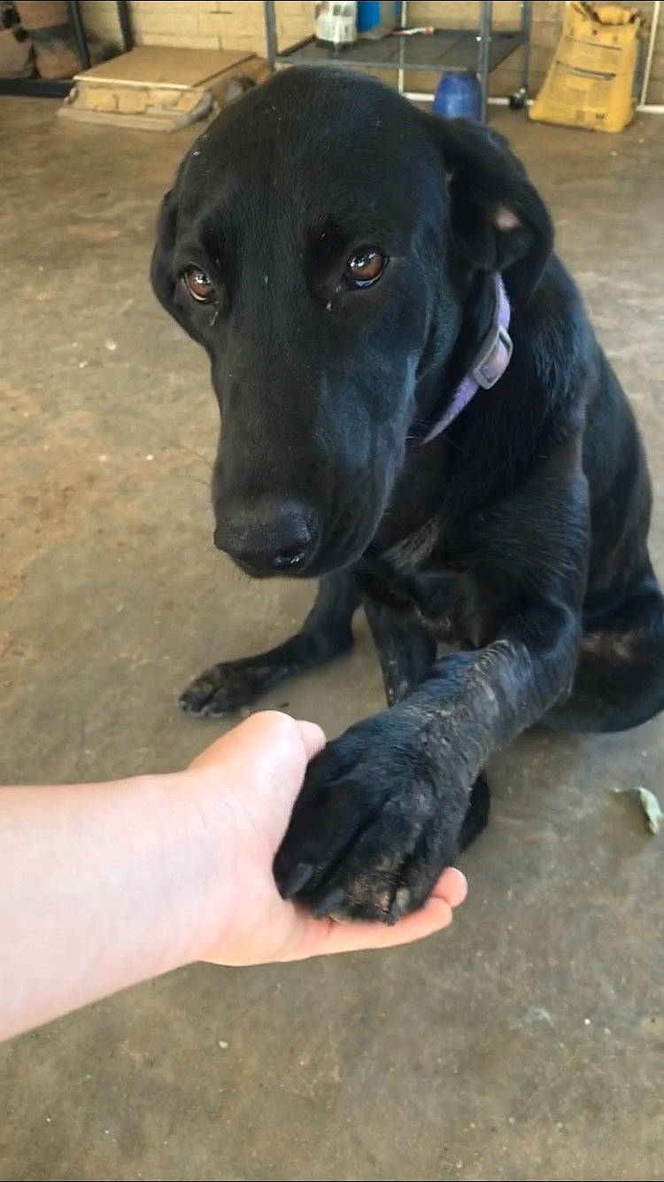 Jolie joined the competition — help win amazing prizes! borador, canidae, carnivore, collar, companion_dog, dog, dog_breed, dog_collar, fawn, fur, guard_dog, gun_dog, hunting_dog, labrador_retriever, nail, retriever, sporting_group, watch, whiskers, working_animal