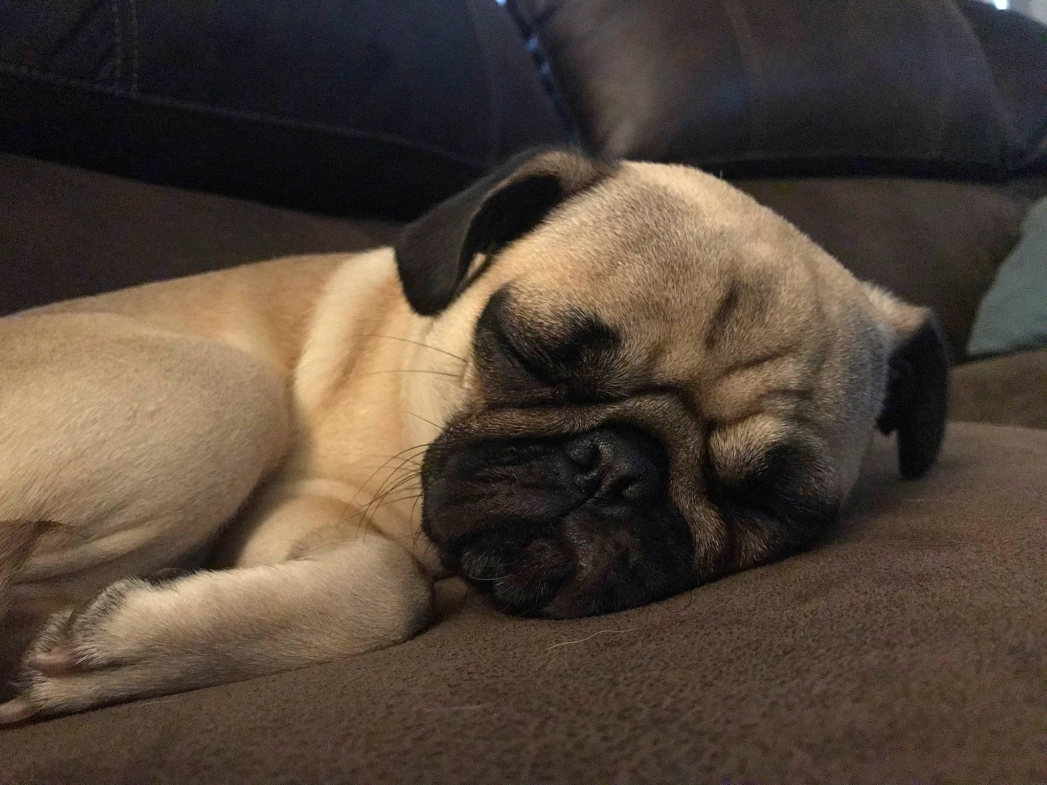 Lola joined the competition — help win amazing prizes! bulldog, carnivore, cloud, comfort, companion_dog, dog, dog_breed, fawn, foot, human_leg, paw, pug, snout, sporting_group, terrestrial_animal, tints_and_shades, toy_dog, whiskers, wood, wrinkle