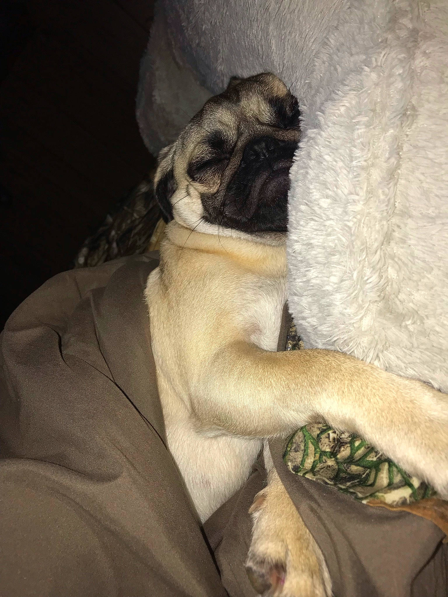 Lola joined the competition — help win amazing prizes! art, beard, canidae, carnivore, comfort, companion_dog, dog, dog_breed, elbow, fawn, felidae, formal_wear, fur, linens, painting, suit, visual_arts, whiskers, window, wrinkle