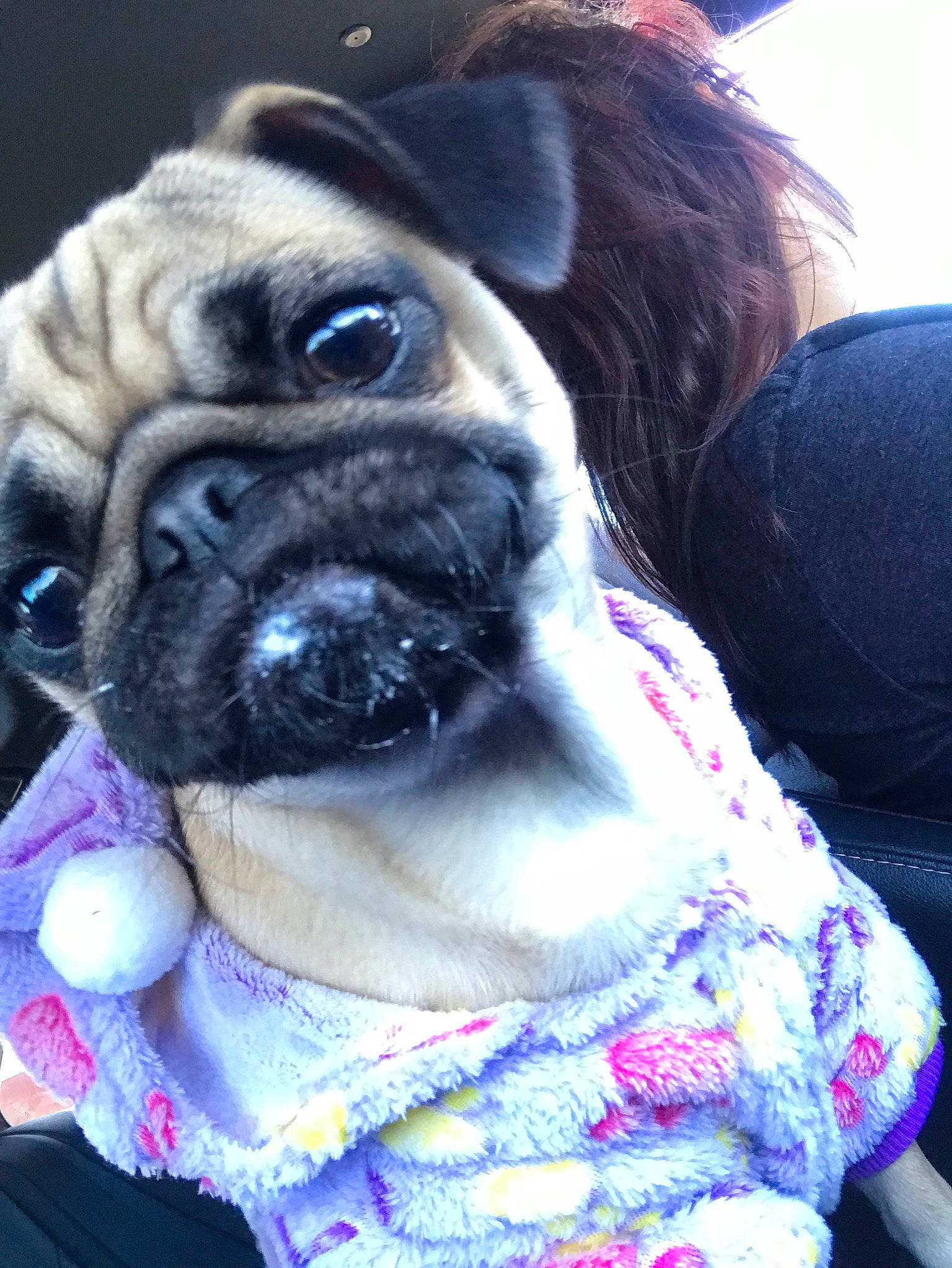 Lola joined the competition — help win amazing prizes! canidae, carnivore, collar, companion_dog, dog, dog_breed, dog_collar, dog_supply, electric_blue, fawn, fur, magenta, plant, pug, purple, snout, sporting_group, whiskers, working_animal, wrinkle