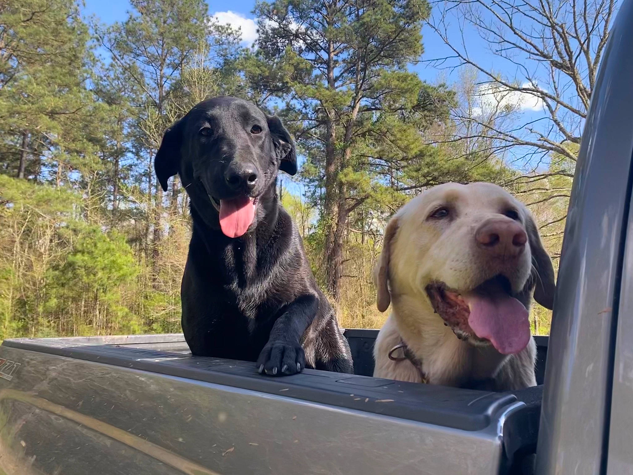 Cash joined the competition — help win amazing prizes! automotive_exterior, bumper, canidae, carnivore, cloud, companion_dog, dog, dog_breed, fawn, grass, gun_dog, motor_vehicle, plant, sky, snout, sporting_group, tree, vehicle, vehicle_door, windshield