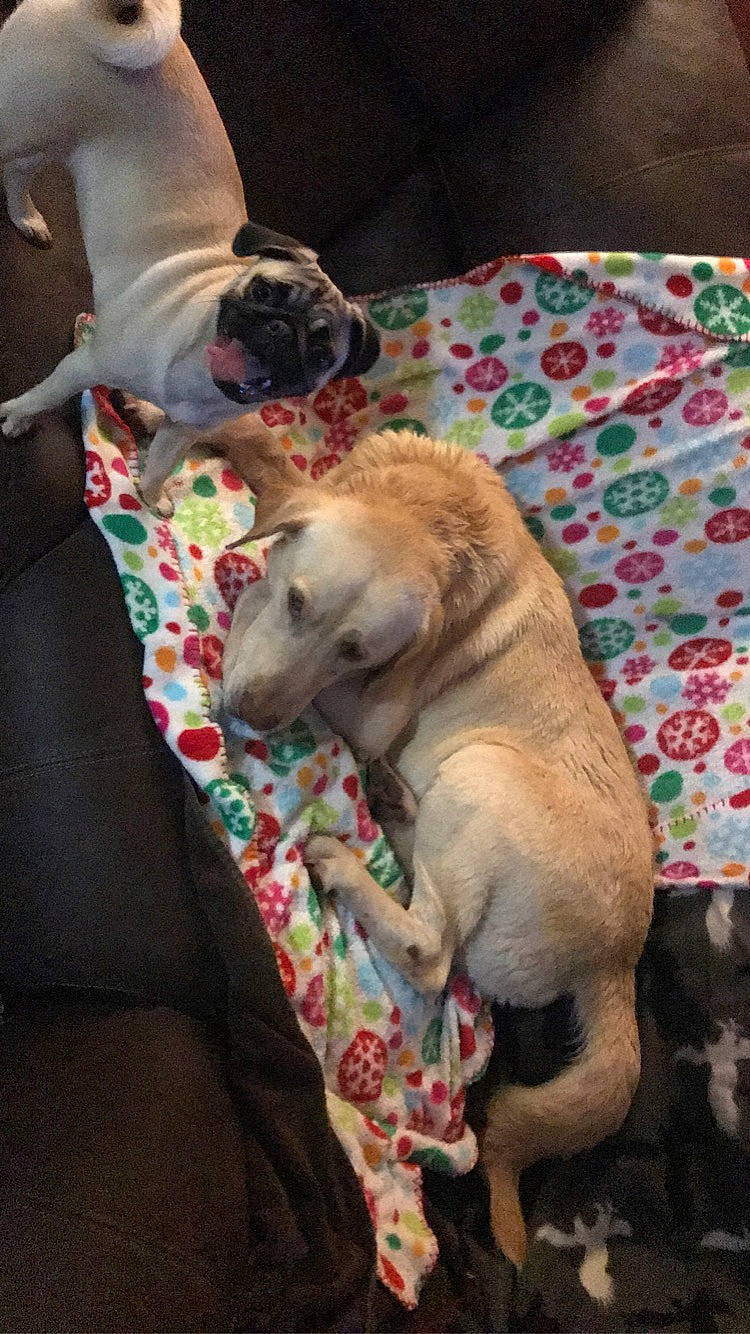 Cash is registered to the contest to win money with this photo: bedtime, canidae, carnivore, comfort, companion_dog, dog, dog_breed, dog_supply, fawn, fur, linens, nap, non_sporting_group, paw, pet_supply, snout, sporting_group, tail, toy_dog, working_animal