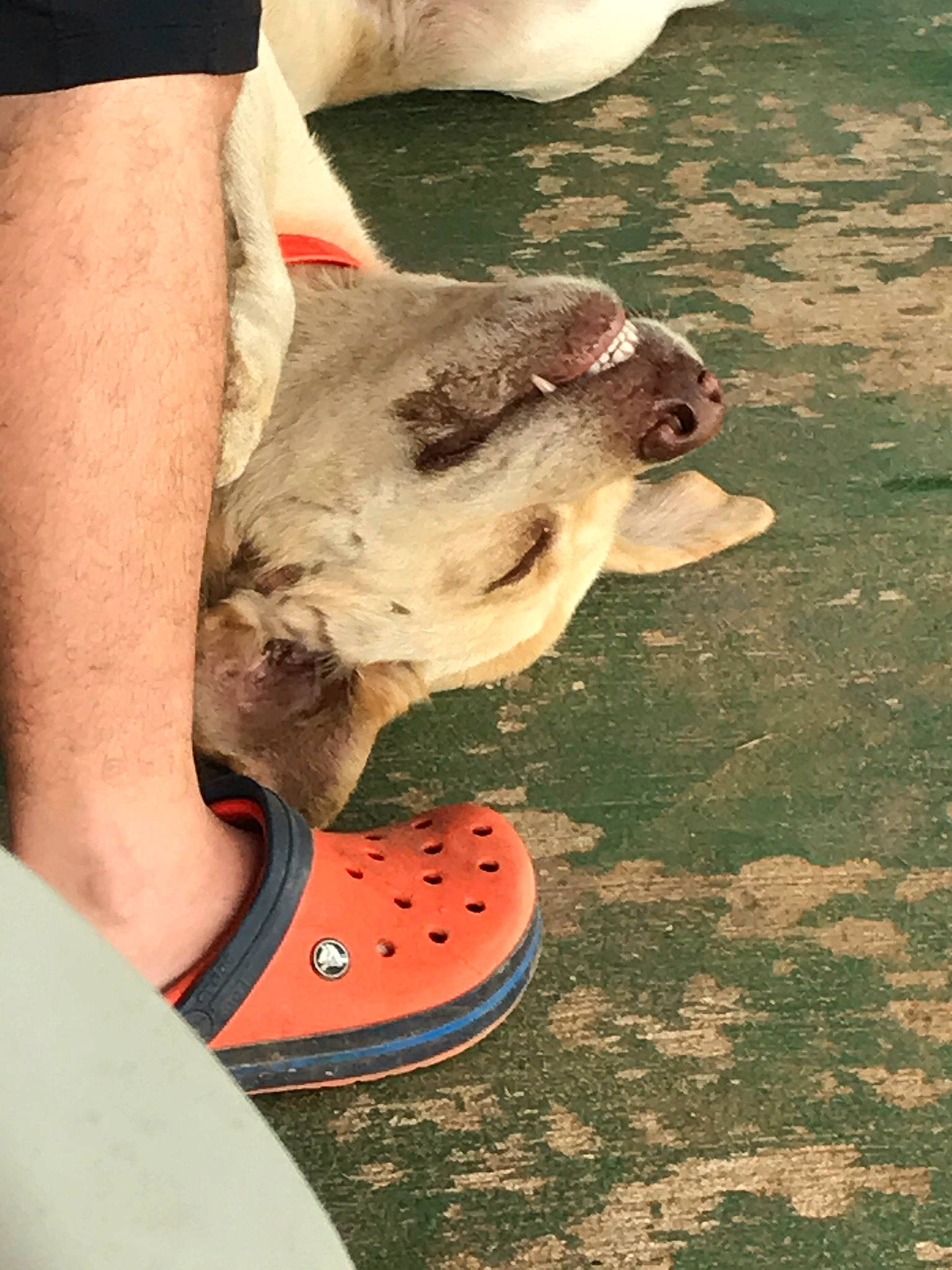 Cash is registered to the contest to win money with this photo: canidae, carmine, carnivore, companion_dog, dog, dog_breed, fawn, foot, grass, human_leg, jaw, knee, outdoor_shoe, paw, sand, snout, soil, sporting_group, thigh, working_animal