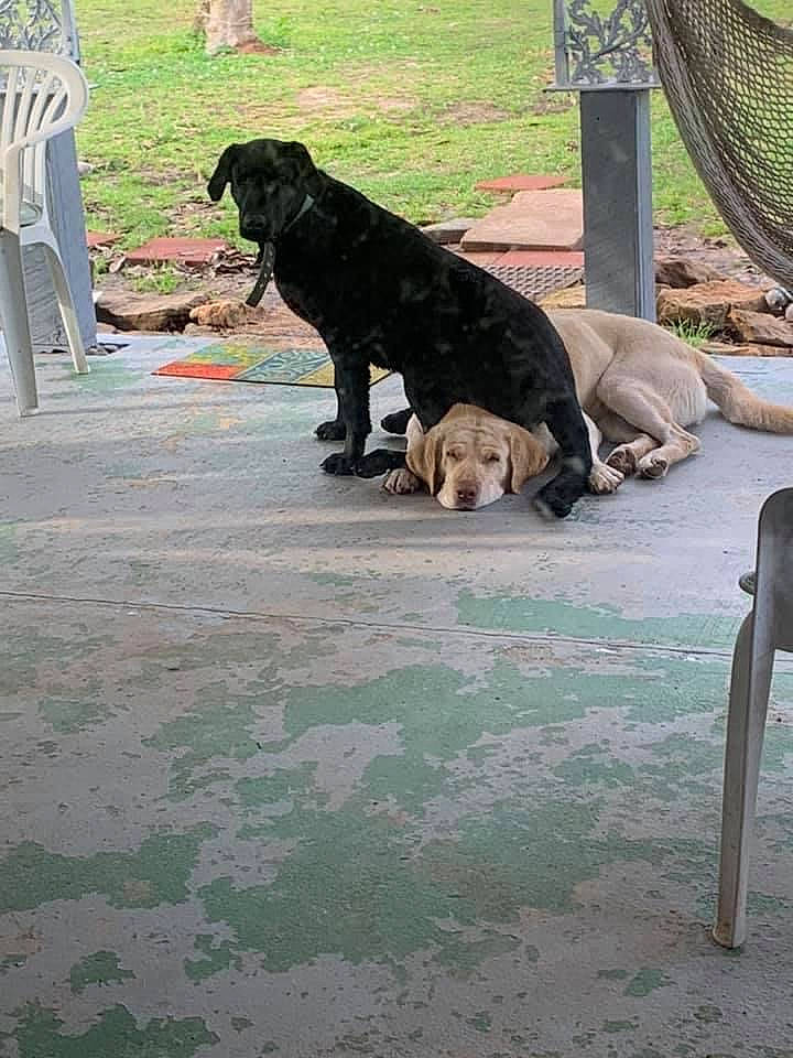 Cash is registered to the contest to win money with this photo: carnivore, chair, collar, companion_dog, dog, dog_breed, dog_supply, flooring, fur, grass, green, leisure, outdoor_furniture, plant, snout, sporting_group, tail, terrestrial_animal, working_animal, working_dog