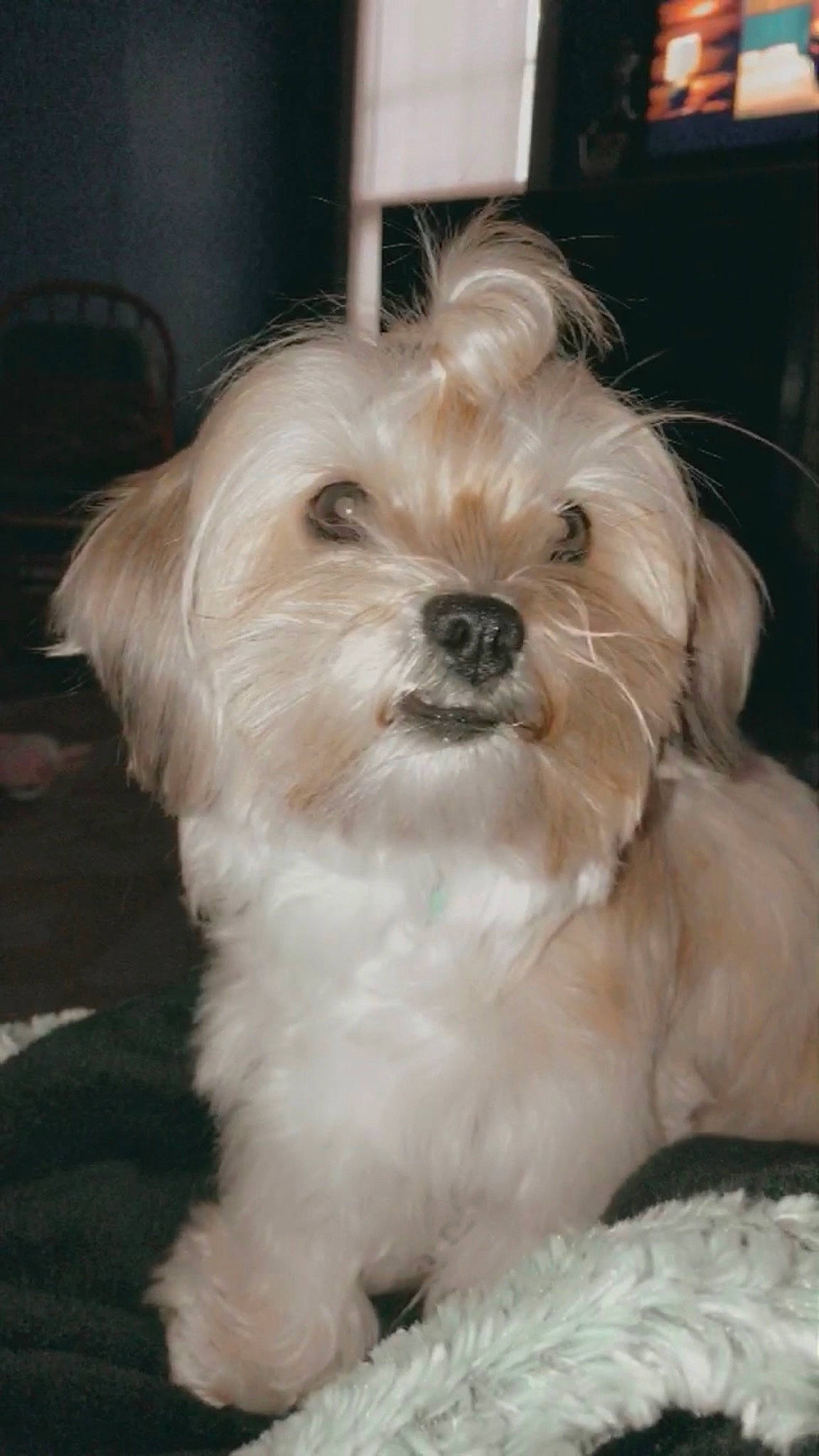 Pookie joined the competition — help win amazing prizes! canidae, carnivore, companion_dog, dog, dog_breed, eye, fur, head, mal_shi, poodle_crossbreed, puppy, shih_poo, small_terrier, snout, sporting_group, terrier, toy_dog, water_dog, working_animal, yorkipoo