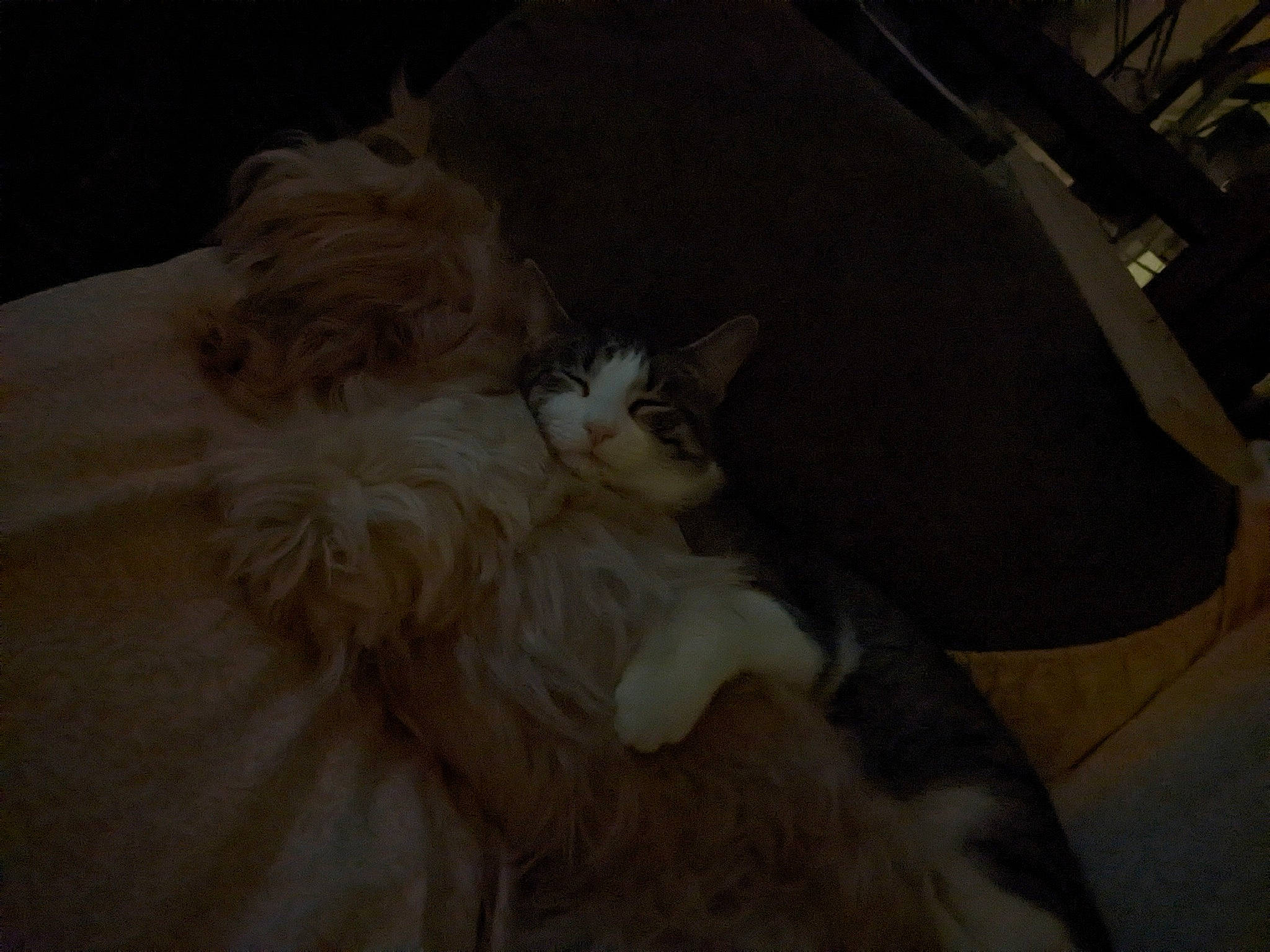 Pookie is registered to the contest to win money with this photo: automotive_tire, carnivore, cat, claw, comfort, darkness, fawn, felidae, flooring, fur, hardwood, paw, small_to_medium_sized_cats, tail, whiskers, wood