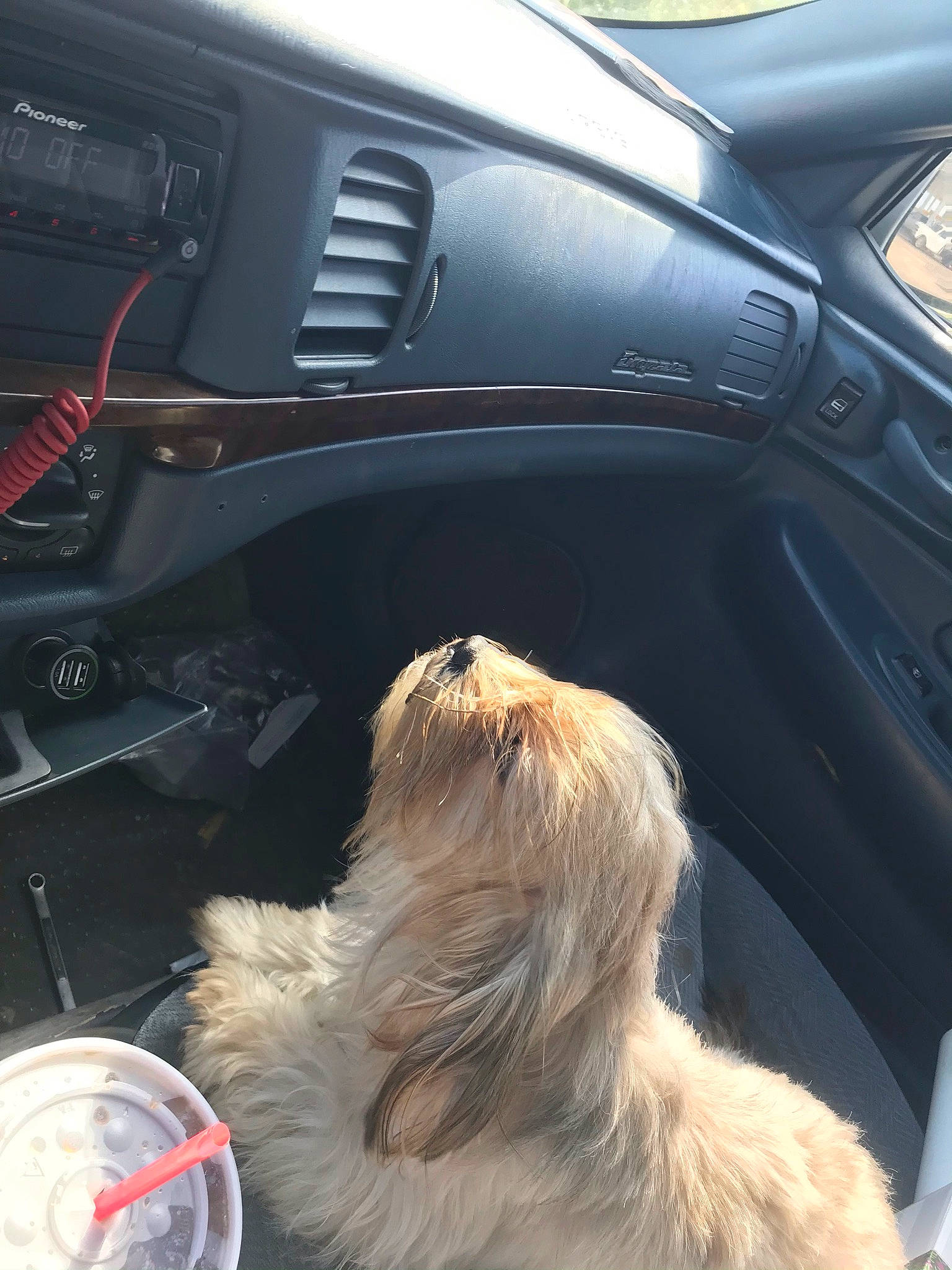 Pookie joined the competition — help win amazing prizes! automotive_design, automotive_exterior, car, car_seat, car_seat_cover, carnivore, companion_dog, dog, dog_breed, light, mammal, motor_vehicle, personal_luxury_car, snout, steering_wheel, toy_dog, vehicle, vehicle_door, vertebrate, windshield