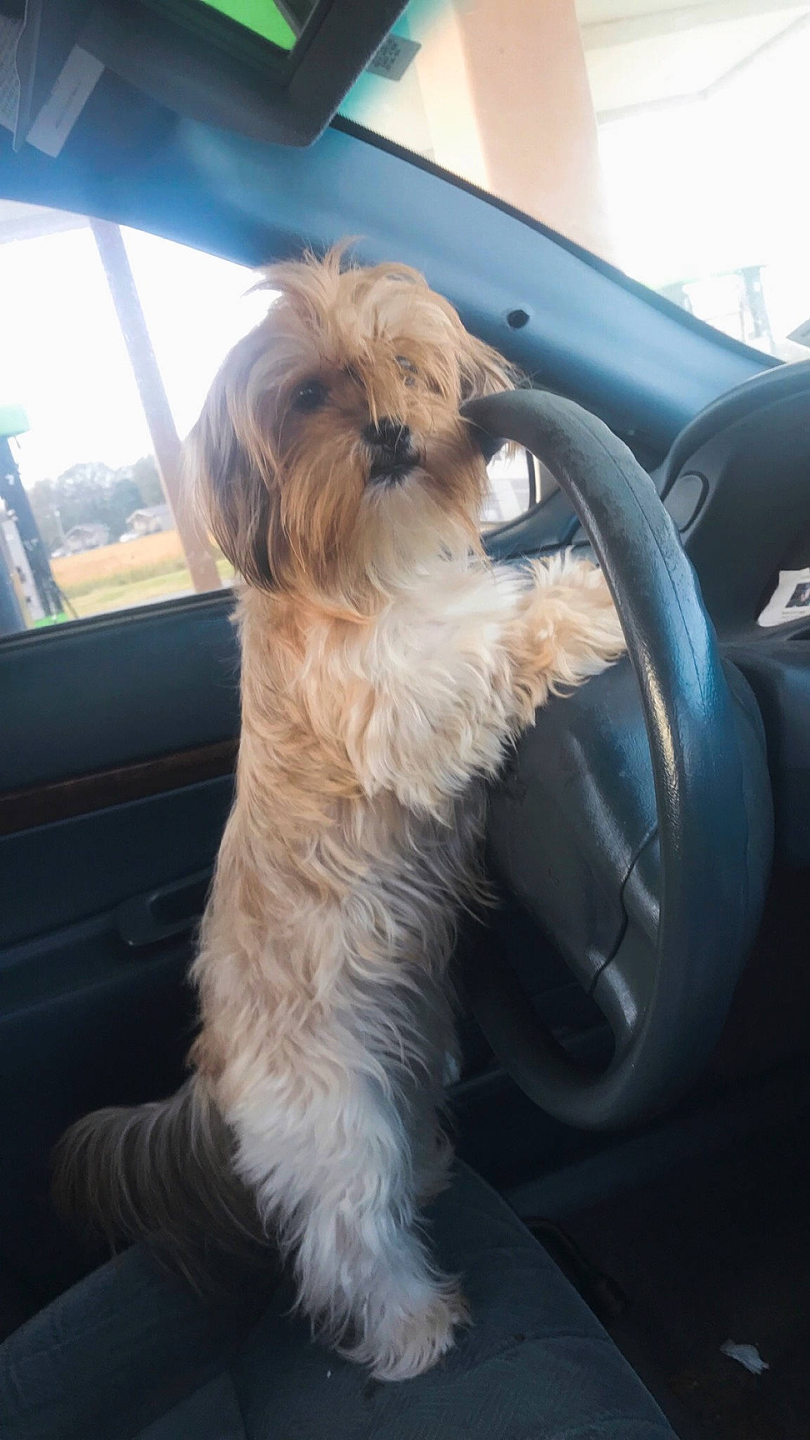 Pookie is registered to the contest to win money with this photo: automotive_window_part, canidae, car, carnivore, companion_dog, dog, dog_breed, fur, liver, motor_vehicle, plant, sky, small_terrier, snout, sporting_group, terrier, toy_dog, vehicle_door, windshield, working_animal