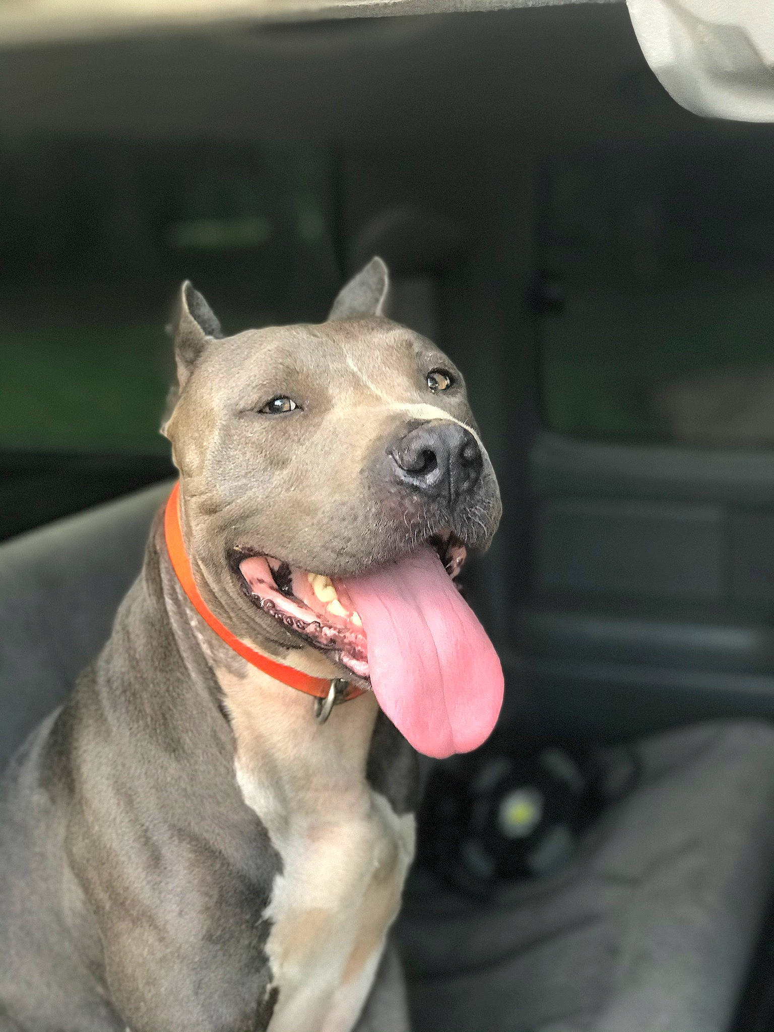 Jax is registered to the contest to win money with this photo: ancient_dog_breeds, canidae, carnivore, collar, companion_dog, dog, dog_breed, dog_collar, dog_supply, fang, fashion_accessory, fawn, leash, mexican_hairless_dog, non_sporting_group, pet_supply, sporting_group, whiskers, working_animal, working_dog