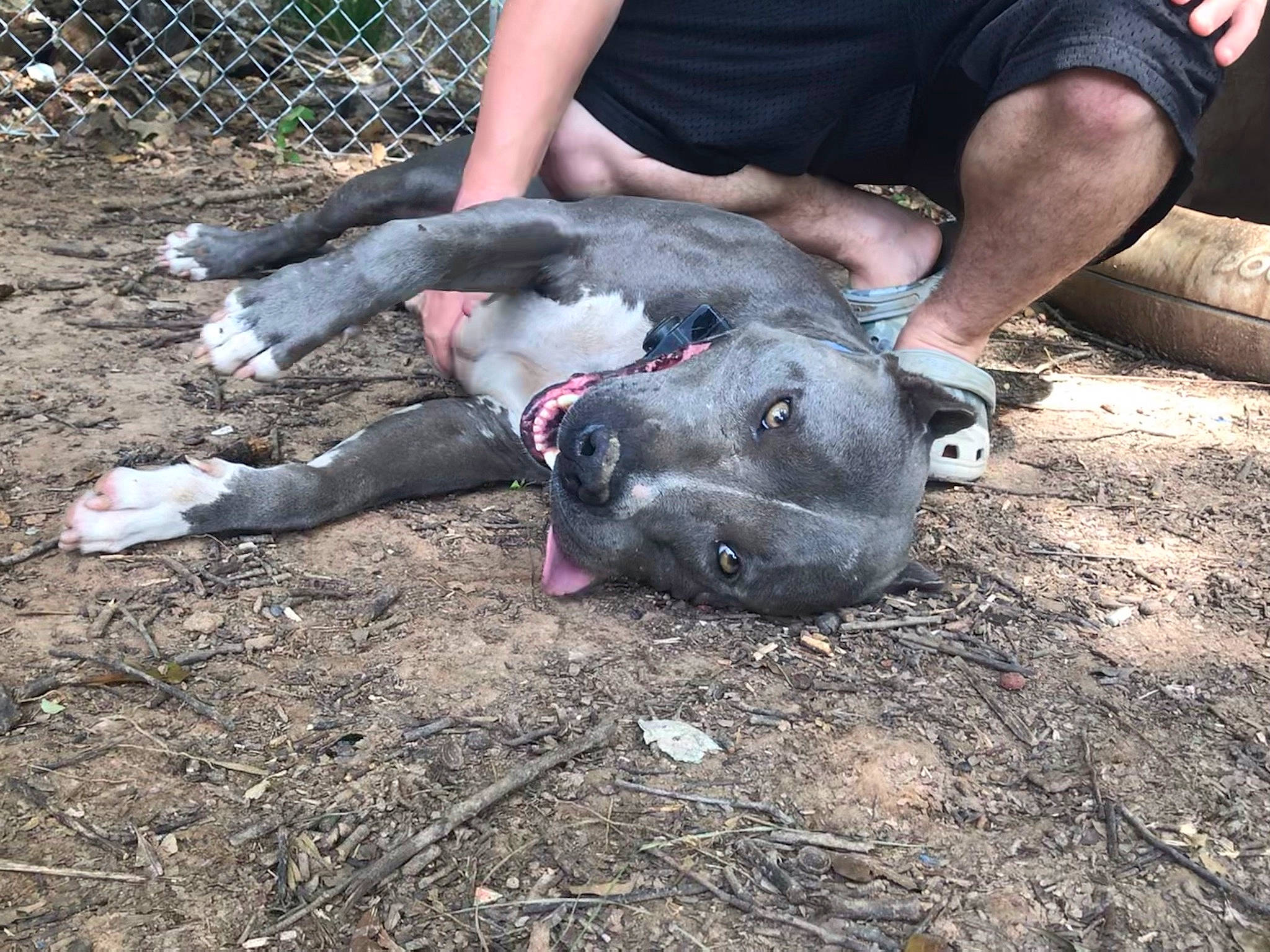 Jax is registered to the contest to win money with this photo: canidae, dog_breed, domestic_pig, event, fawn, fence, fur, grass, livestock, natural_material, non_sporting_group, snout, soil, sporting_group, suidae, terrestrial_animal, wire_fencing, working_animal