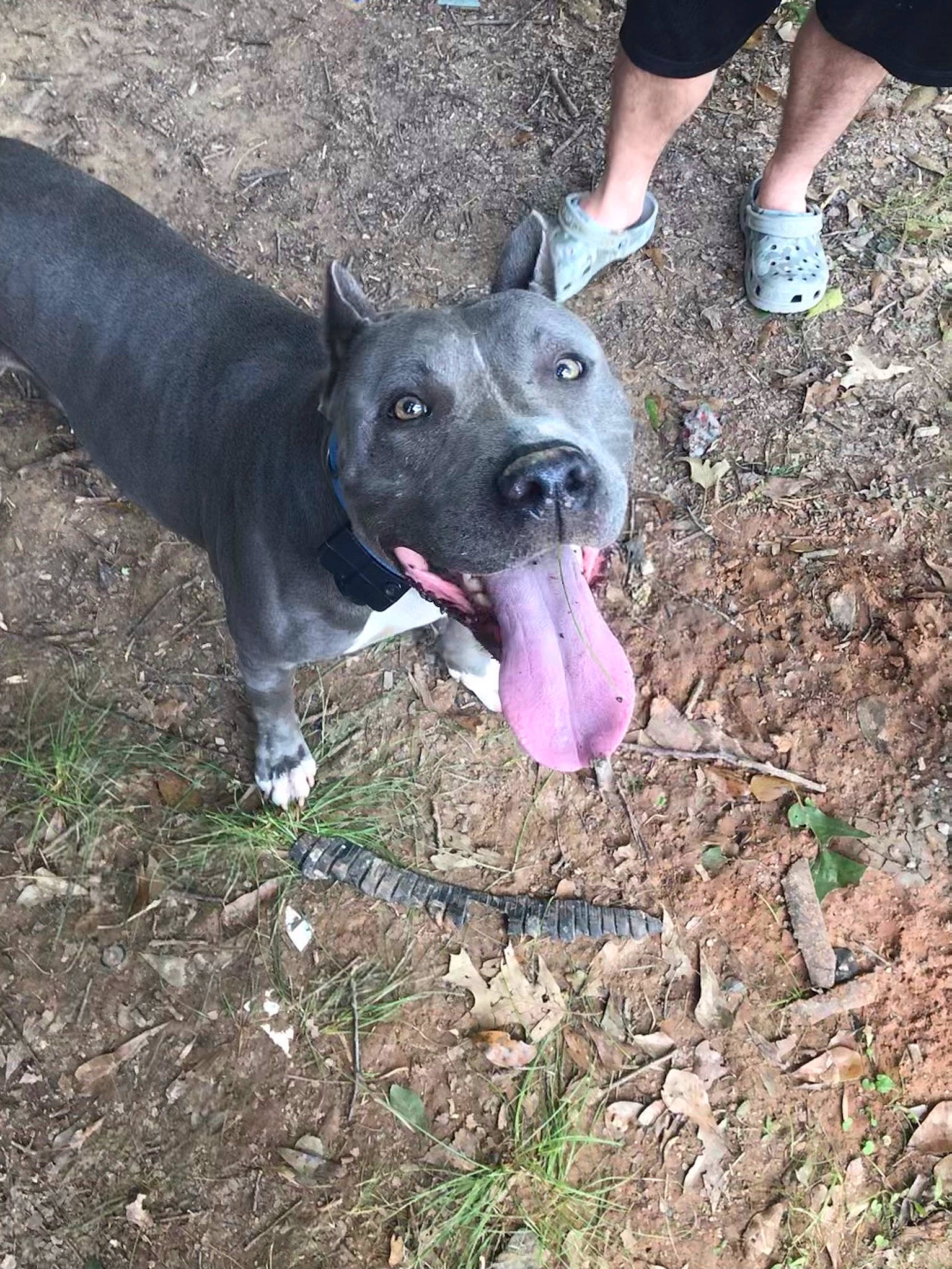 Jax joined the competition — help win amazing prizes! adventure, calf, carnivore, collar, companion_dog, dog, dog_breed, dog_collar, fawn, foot, grass, guard_dog, human_leg, shorts, snout, soil, sporting_group, terrestrial_animal, working_animal, working_dog