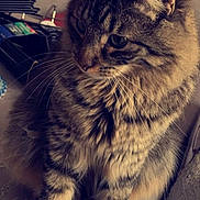 Chanel participe au concours pour gagner de l'argent avec cette photo : carnivoran, cat, cat_like_mammal, close_up, domestic_short_haired_cat, dragon_li, eye, fauna, fur, kitten, mammal, norwegian_forest_cat, organ, small_to_medium_sized_cats, snout, tabby_cat, whiskers
