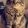 Chanel participe au concours pour gagner de l'argent avec cette photo : american_shorthair, asian, cat, cat_like_mammal, close_up, domestic_short_haired_cat, dragon_li, european_shorthair, eye, fauna, fur, kitten, mammal, organ, pixie_bob, small_to_medium_sized_cats, snout, tabby_cat, whiskers, wild_cat