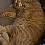 animal, cat, close_up, cozy, curled_up, cute, domestic_cat, feline, fur, indoor, mammal, orange_tabby, paw, pet, pink_paw_pads, relaxed, resting, sleeping, soft, whiskers