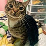 Cody joined the competition — help win amazing prizes! cat, tabby, pet, indoor, bed, blanket, curious, whiskers, feline, fur, animal, domestic, cozy, closeup, blurred_background, furniture, storage, plastic_drawer, striped, cute