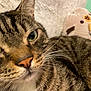 Cody is registered to the contest to win money with this photo: cat, tabby, close_up, green_eyes, whiskers, fur, pet, animal, indoor, plush_toy, soft_surface, relaxed, cute, domestic_cat, face, nose, ears, striped, feline, cozy