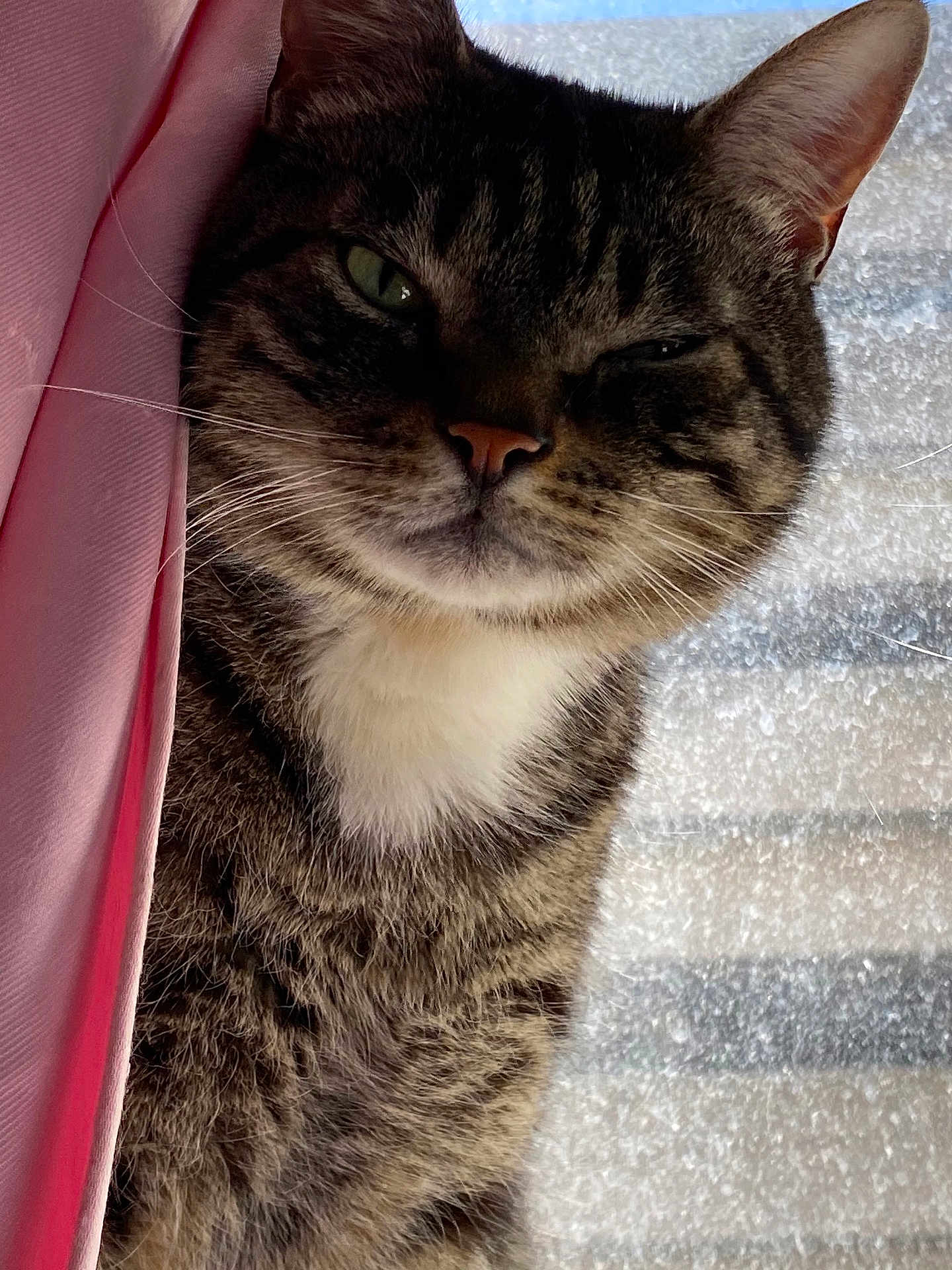 Cody joined the competition — help win amazing prizes! cat, tabby, pet, animal, feline, closeup, whiskers, fur, ears, nose, eyes, window, curtain, pink, indoor, relaxed, sitting, face, white_chest, striped_fur