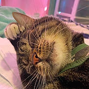 Cody is registered to the contest to win money with this photo: cat, tabby, whiskers, close_up, sleeping, paw, indoor, cozy, fur, pet, relaxed, animal, face, nose, soft_light, bed, blanket, resting, cute, domestic